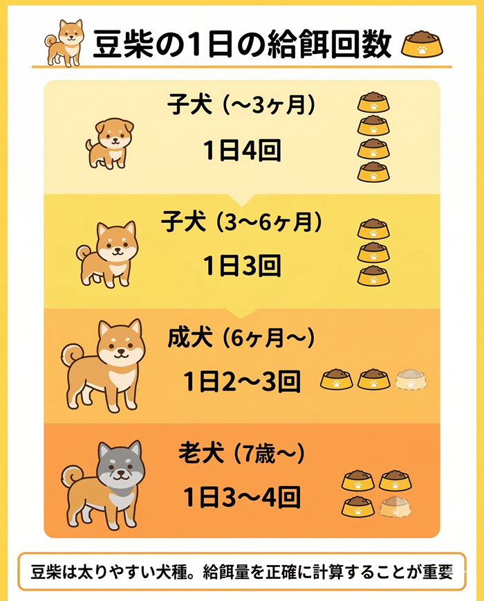 豆柴の年齢別ドッグフードの給餌回数